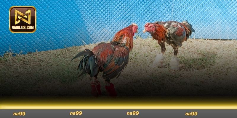 Cá cược đá gà cựa dao dựa trên ngoại hình chiến binh