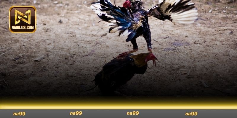 Cá cược đấu gà cựa dao đem đến trải nghiệm kịch tính