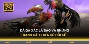 Đá Gà Xác Là Sao Và Những Tranh Cãi Chưa Có Hồi Kết