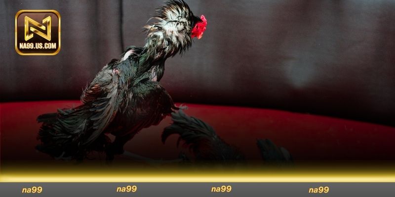Đá gà xác tức là bên thắng có quyền lấy con đã chết