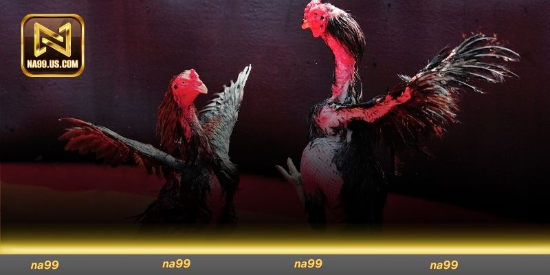 Cược vào chiến binh lì đòn có tỷ lệ thắng cao