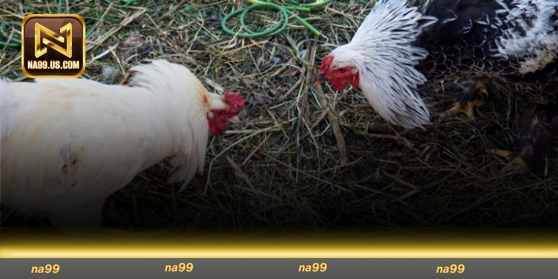 Đá gà xác là sao gây ra nhiều tranh cãi về sự tàn nhẫn