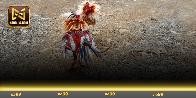 Trận đấu có 3 cửa cược với tỷ lệ thưởng khác nhau